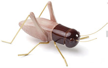 Carica l'immagine nel visualizzatore di Gallery, Insetto ceramica MA300