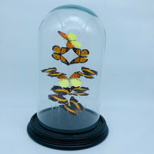 Carica l&#39;immagine nel visualizzatore di Gallery, Farfalle in teca di vetro
